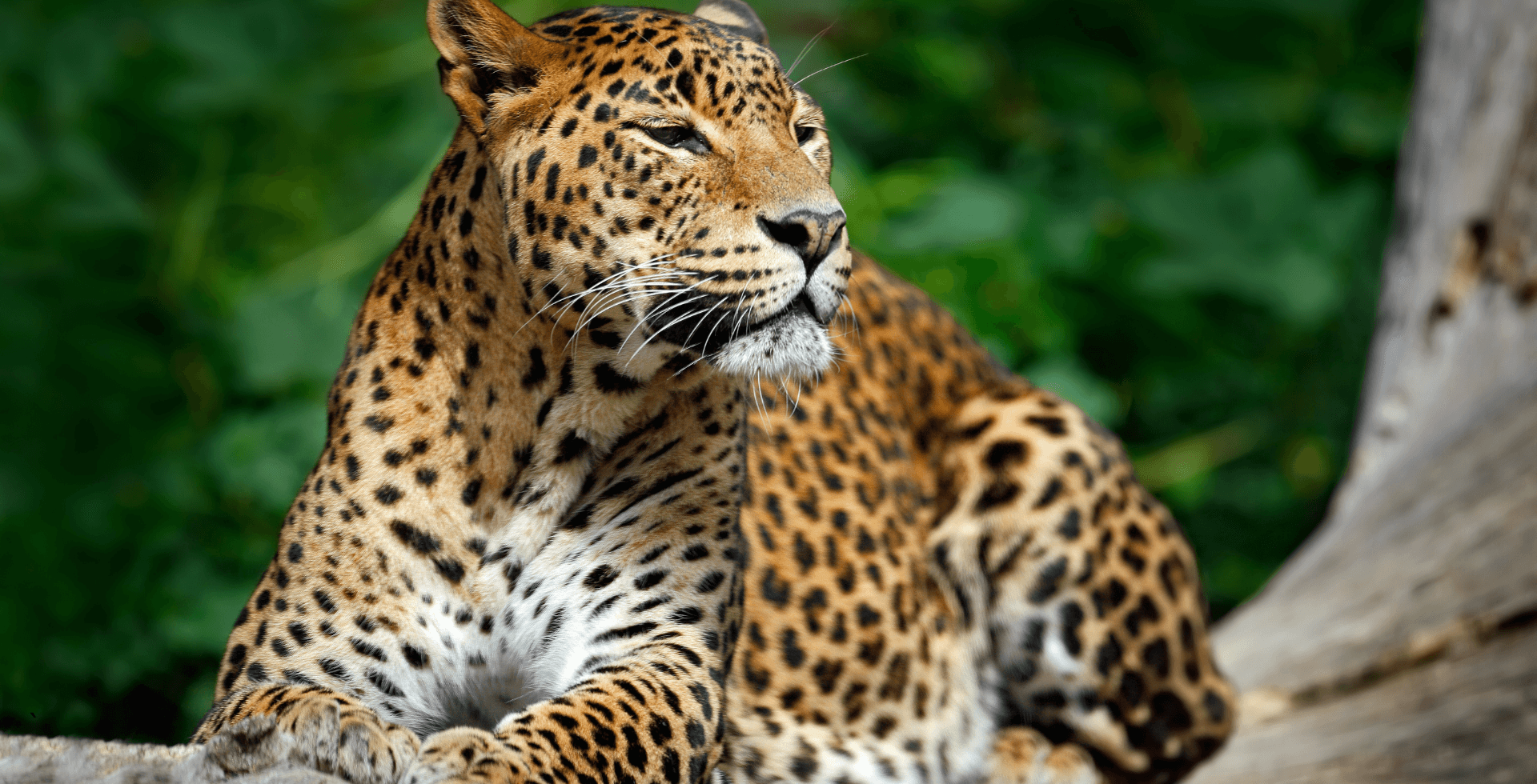 notable and endangered big cats in the world